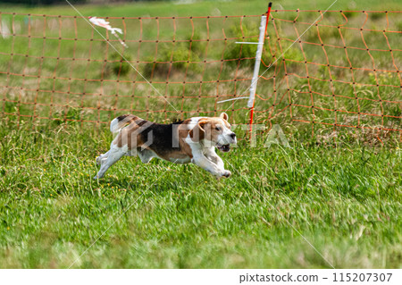 Dog running and chasing coursing lure on green field at competition 115207307