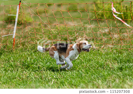 Dog running and chasing coursing lure on green field at competition 115207308