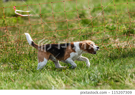 Dog running and chasing coursing lure on green field at competition Dog running and chasing coursing lure on green field at competition 115207309