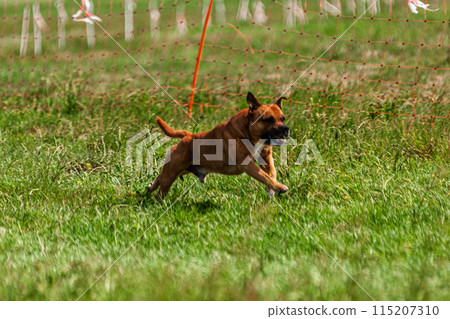Dog running and chasing coursing lure on green field at competition Dog running and chasing coursing lure on green field at competition 115207310