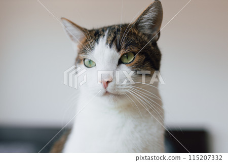White with gray cat lies in bed at home, house comfort concept, indoor. Cope space. Adopt pets banner, full body. High quality photo 115207332