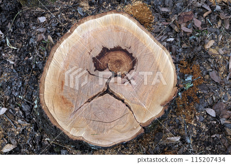 A cherry tree stump with a human-like, alien-like pattern A cherry tree stump with a human-like, alien-like pattern 115207434