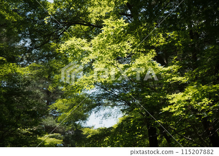 Landscape with green Landscape with green 115207882