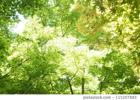 Looking up at the fresh green leaves of maples Looking up at the fresh green leaves of maples 115207883
