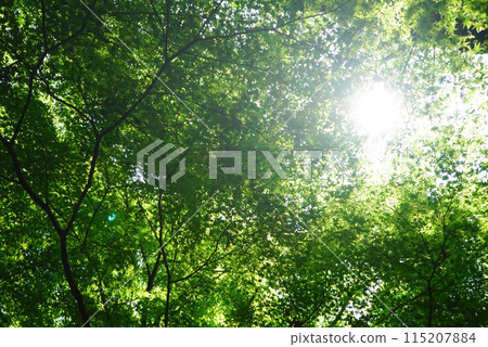 Sun shining through fresh green trees Sun shining through fresh green trees 115207884