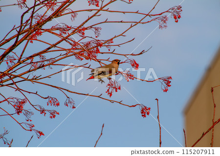 Hirenjaku 115207911