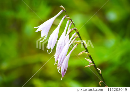Kirifuri Highlands: White bellflower flowers 115208049