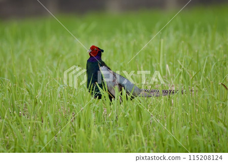 Pheasant pheasant / Japan 115208124