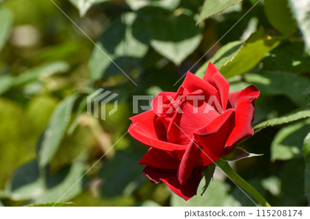 鮮紅的春天玫瑰綻放美麗 115208174
