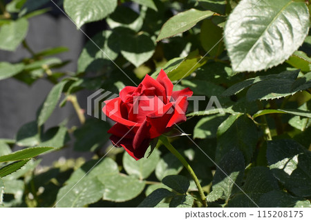 鮮紅的春天玫瑰綻放美麗 115208175
