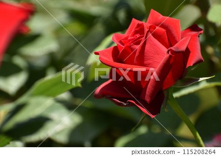 A gorgeous red spring rose A gorgeous red spring rose 115208264