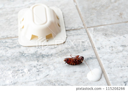 Dead cockroach next to trap, home pest problem Dead cockroach next to trap, home pest problem 115208266