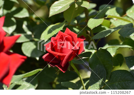 A gorgeous red spring rose A gorgeous red spring rose 115208267