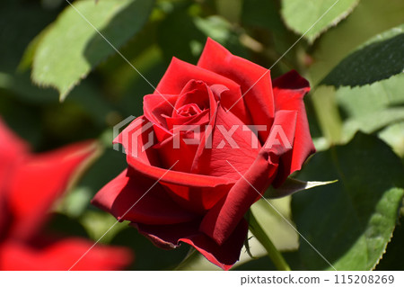 A gorgeous red spring rose A gorgeous red spring rose 115208269