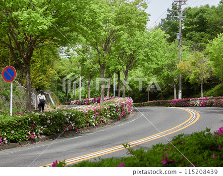 Spring cityscape with fresh greenery and a young woman walking her dog on the road 115208439