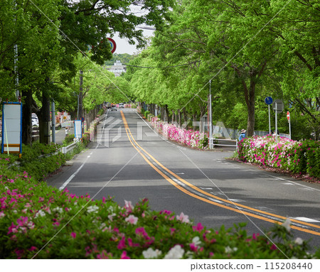 Spring scenery of fresh greenery, city roads and azalea flowers in full bloom 115208440