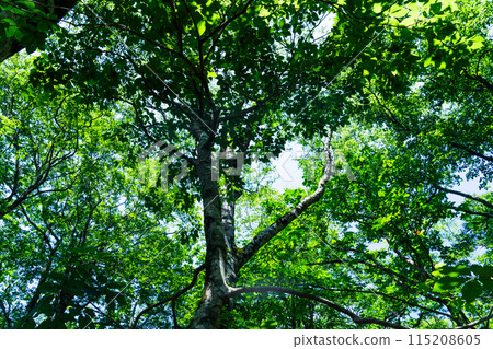 Summer young cedar natural forest, Mizume tree 1, Nishiawakura Village, Aida County, Okayama Prefecture 115208605