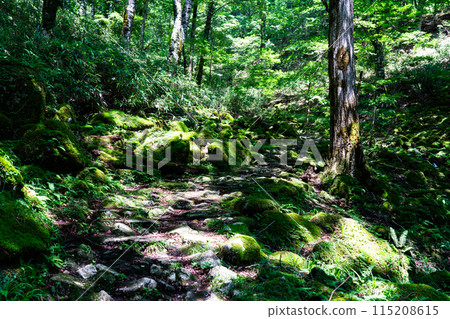 Summer Wakasugi Natural Forest: Walking path and stream in the sunlight 3 Nishiawakura Village, Aida District, Okayama Prefecture 115208615