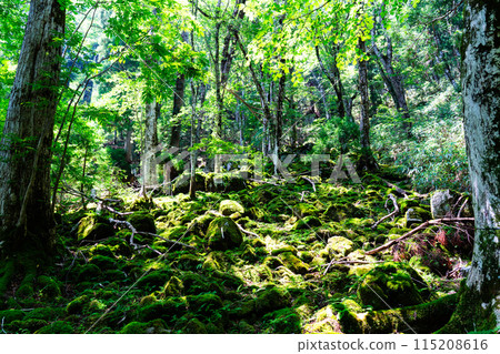 Summer young cedar natural forest, moss-covered forest, Nishiawakura Village, Aida County, Okayama Prefecture 115208616