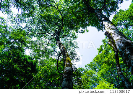 Summer Wakasugi Natural Forest: Looking up at the beech trees 2 Nishiawakura Village, Aida County, Okayama Prefecture Summer Wakasugi Natural Forest: Looking up at the beech trees 2 Nishiawakura Village, Aida County, Okayama Prefecture 115208617