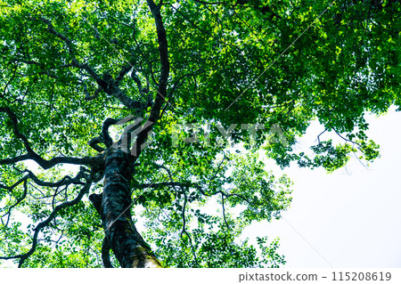 Summer Wakasugi Natural Forest: Looking up at the beech trees 3 Nishiawakura Village, Aida County, Okayama Prefecture 115208619