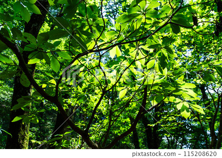 Summer young cedar natural forest, clematis trees and sunlight filtering through the trees, Nishiawakura Village, Aida County, Okayama Prefecture 115208620