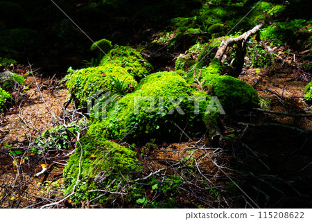 岡山縣會田郡西粟倉村夏季的若杉天然林，倒下的樹木長滿了咕嚕咕嚕的青苔 115208622