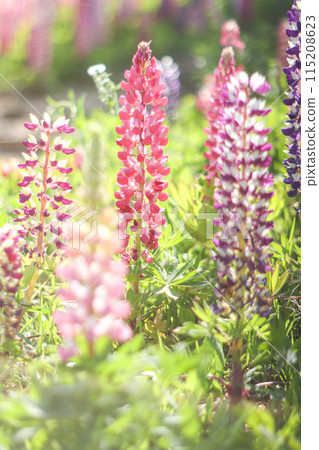 羽扇豆 羽扇豆 115208623