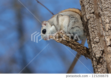 A flying squirrel sitting on a branch in a park in Hokkaido 115208678
