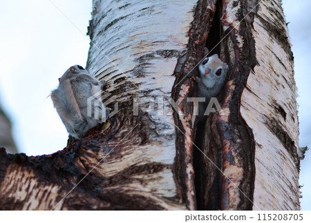 北海道公園裡，一隻鼯鼠從樹洞裡探出頭來 115208705