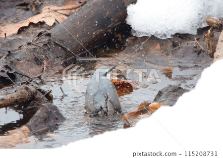 A nuthatch bathing in melting snow in a park in Hokkaido A nuthatch bathing in melting snow in a park in Hokkaido 115208731