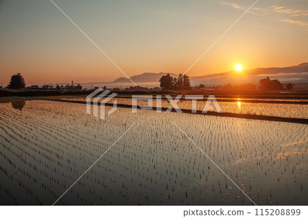 Rice field in the morning glow 115208899