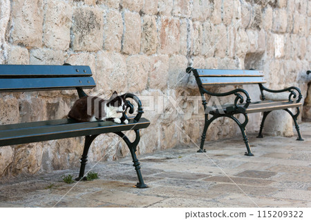 Dubrovnik Old Town, green bench and black and white cat 115209322