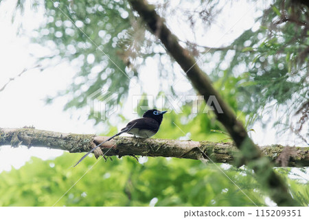 Male of Parakeet perching on a tree 115209351