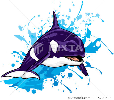 Killer Whale or Orca vector illustration design Killer Whale or Orca vector illustration design 115209528