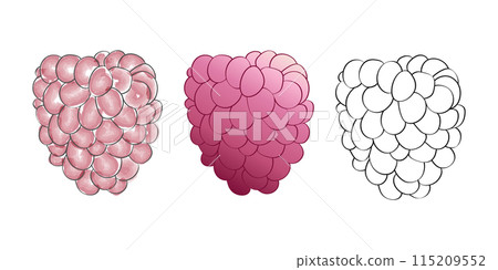 3 digital raspberry illustrations in different styles, a fully colored version, a partially colored version, and an outline version. 3 digital raspberry illustrations in different styles, a fully colored version, a partially colored version, and an outline version. 115209552