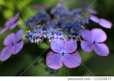 Hydrangea Hydrangea 115209677