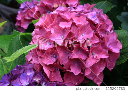 Hydrangea 115209783
