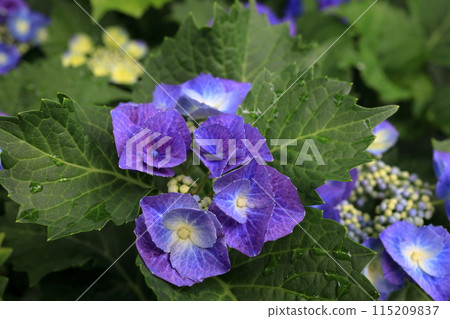 Hydrangea 115209837