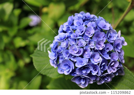 Hydrangea 115209862
