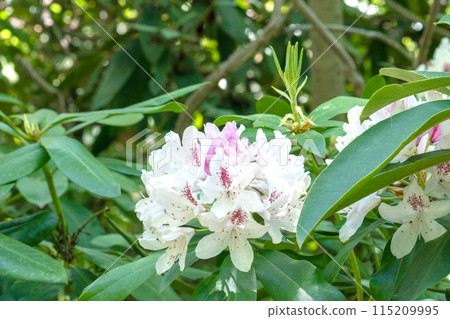 Rhododendron in bloom 115209995