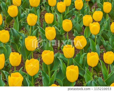 Yellow tulip Yellow tulip 115210053