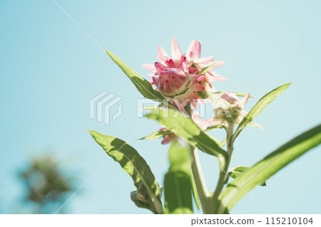 Pink shell grass on sky background 115210104
