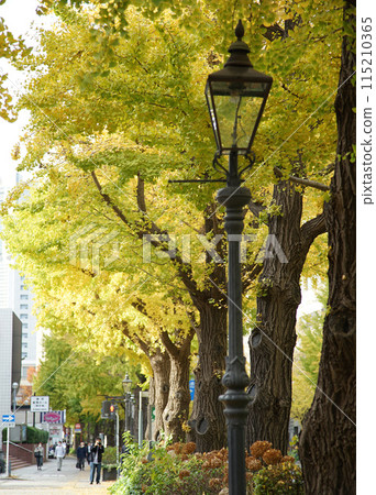 Ginkgo trees in yellow in Yokohama 115210365