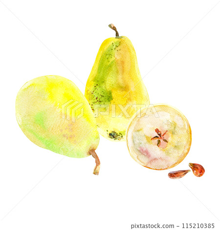 Fresh ripe yellow honey pear fruits. Hand drawn watercolor illustration. Delicious aromatic fruit ripened on a tree 115210385