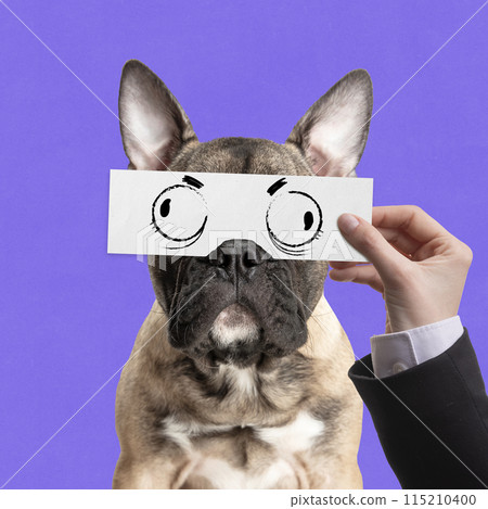 Purebred dog, French bulldog with male hand holding funny drawn eyes on purple background. Creative collage. Purebred dog, French bulldog with male hand holding funny drawn eyes on purple background. Creative collage. 115210400