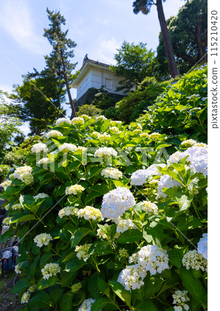 神奈川縣小田原市小田原城的繡球花 神奈川縣小田原市小田原城的繡球花 115210420