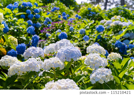 神奈川縣小田原市小田原城的繡球花 神奈川縣小田原市小田原城的繡球花 115210421