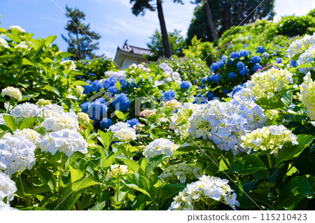 神奈川縣小田原市小田原城的繡球花 神奈川縣小田原市小田原城的繡球花 115210423