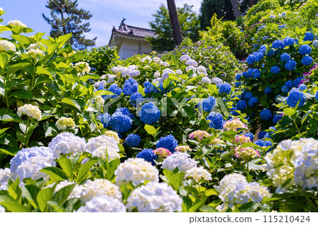 神奈川縣小田原市小田原城的繡球花 神奈川縣小田原市小田原城的繡球花 115210424